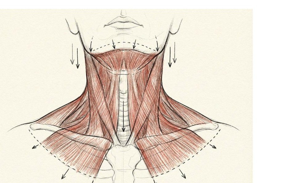 Étude anatomique des muscles du cou et du décolleté — zones travaillées au module Corps Niveau 1